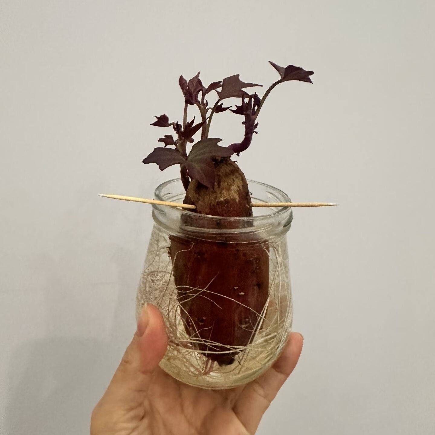 紫色发芽红薯番薯叶盆栽绿植室外菜市场摆摊花卉植物花海花镜植物