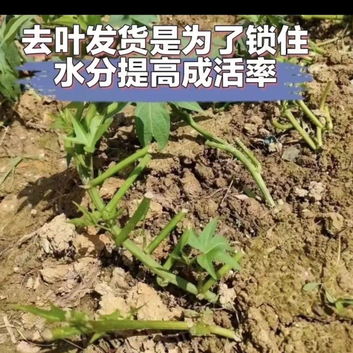 漳州番薯叶甘薯阳台花海苗地瓜叶红薯苗爬藤山芋甘薯红薯苗杆子