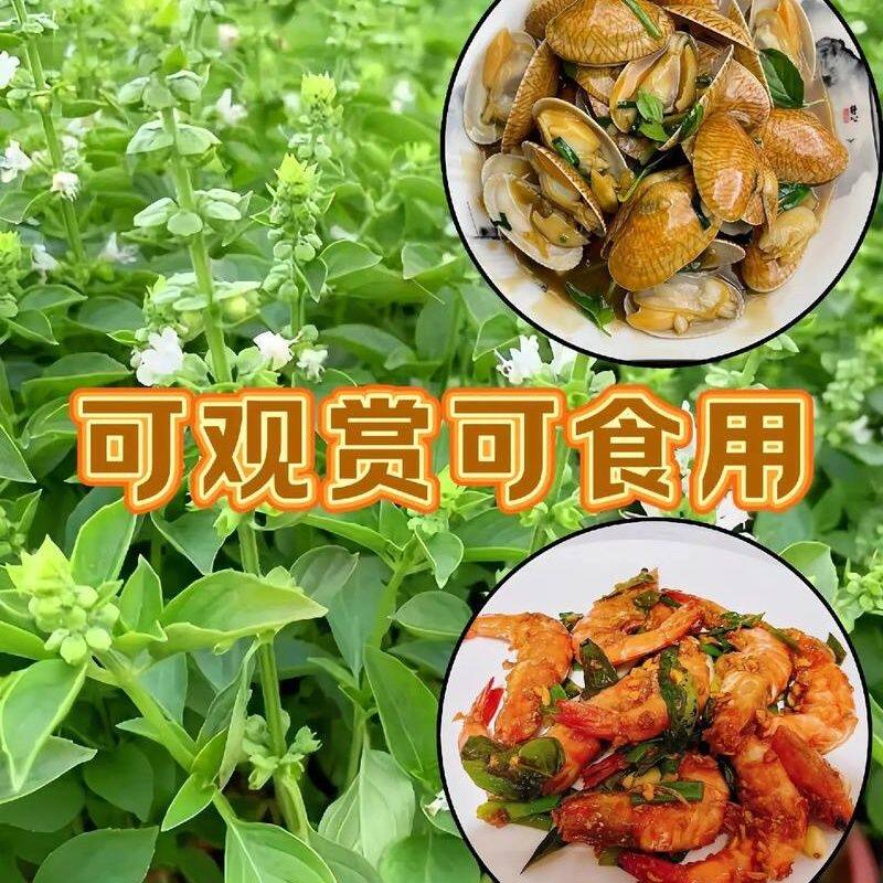 罗勒叶盆栽香料食用可食用观赏苗室内阳台庭院花卉露台菜地庭院