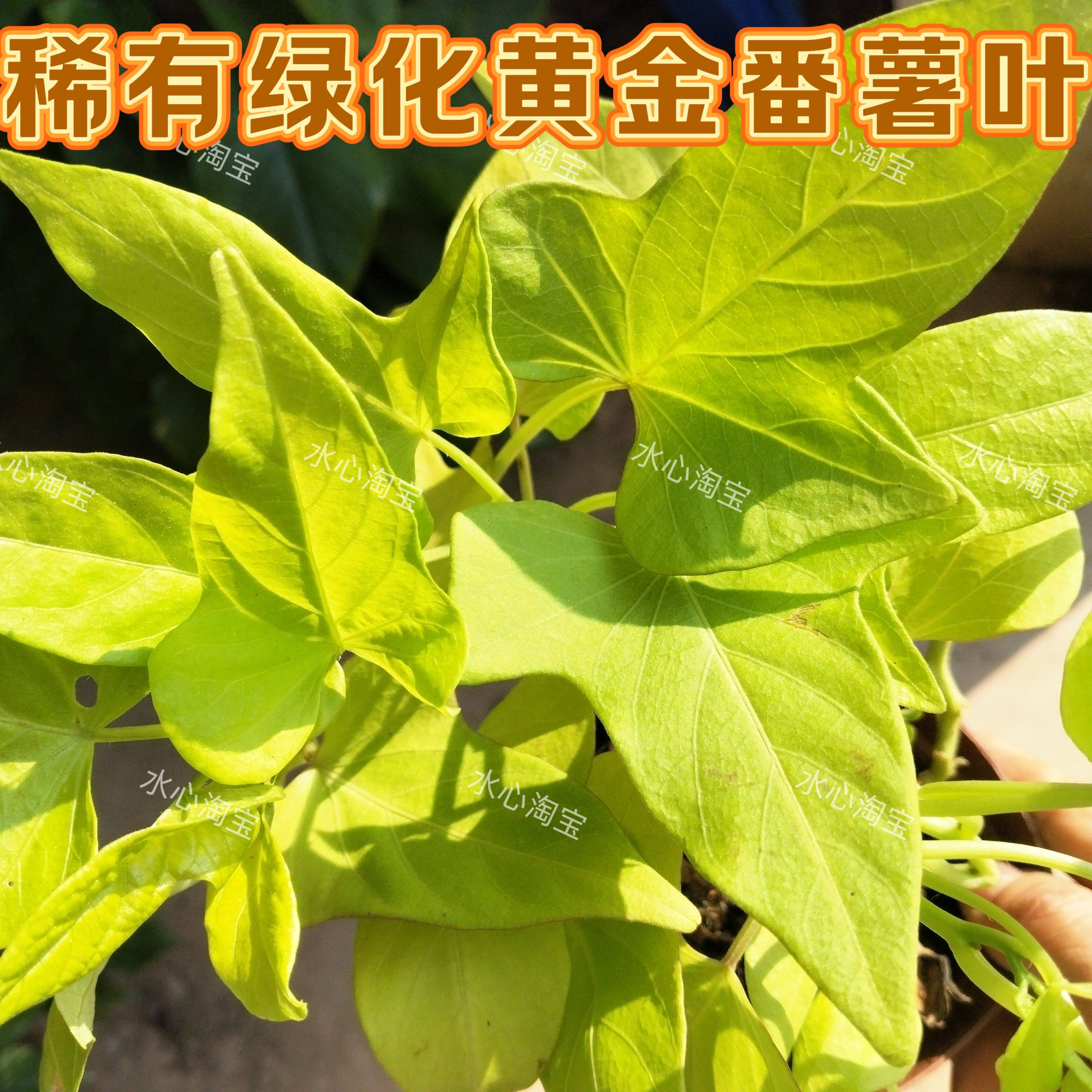 花镜植物金叶甘薯盆栽大苗花园阳台花卉多年生花期长喜阳耐半荫