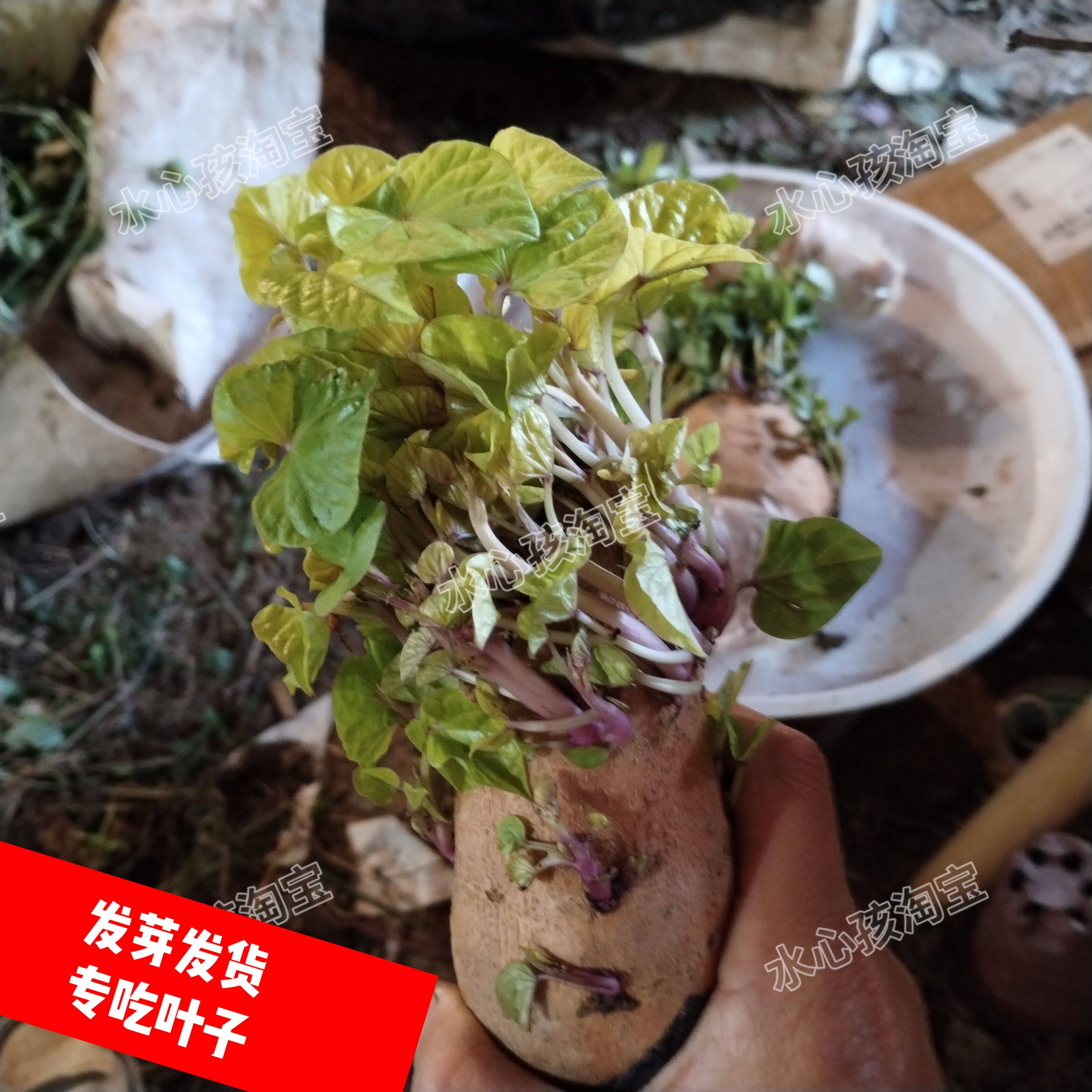 新鲜红薯叶盆栽吃叶子番薯叶景观盆景植物观察地瓜叶水养带芽叶子