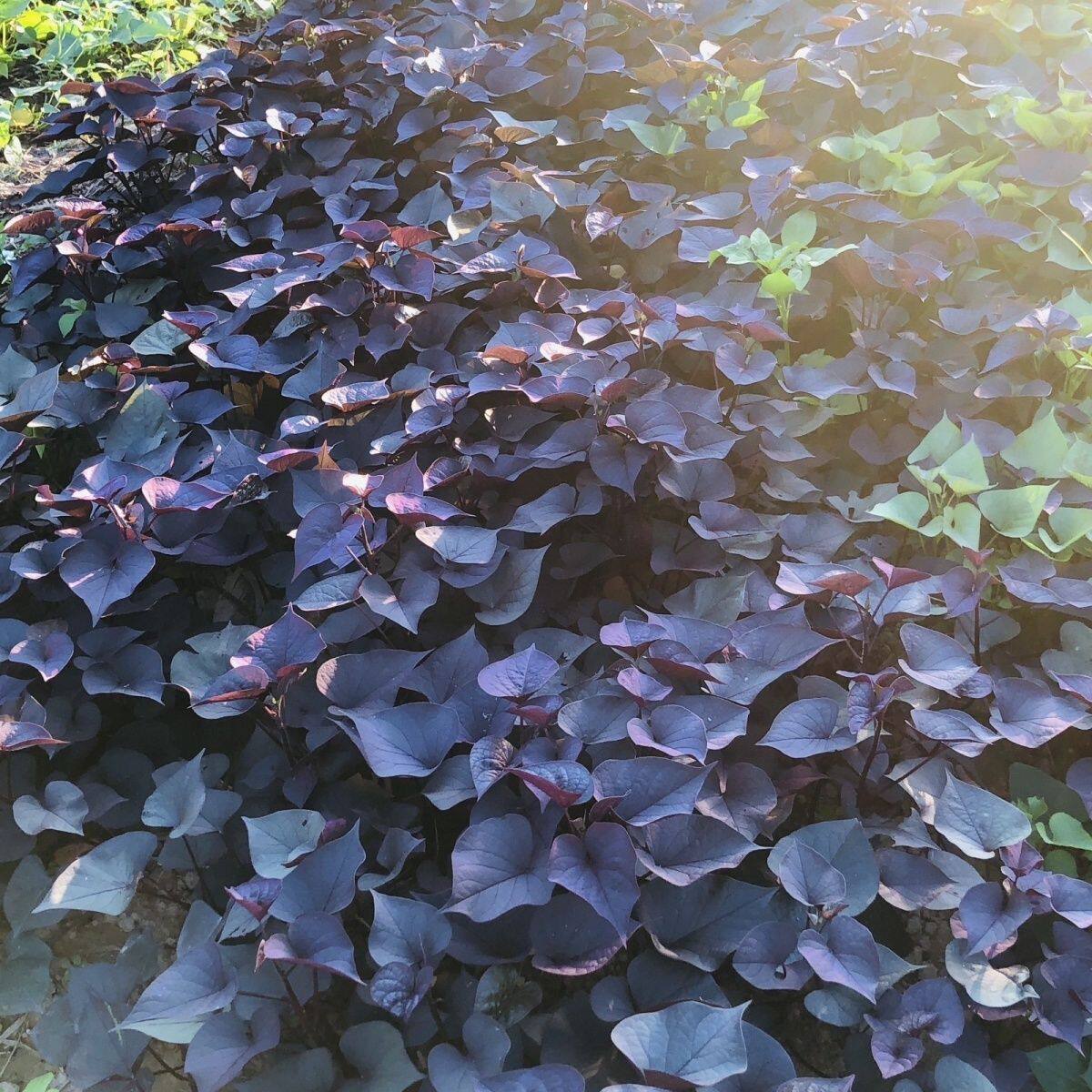 紫色叶子苗盆栽紫色红薯种四季播种阳台庭院番薯叶盆栽地栽庭院