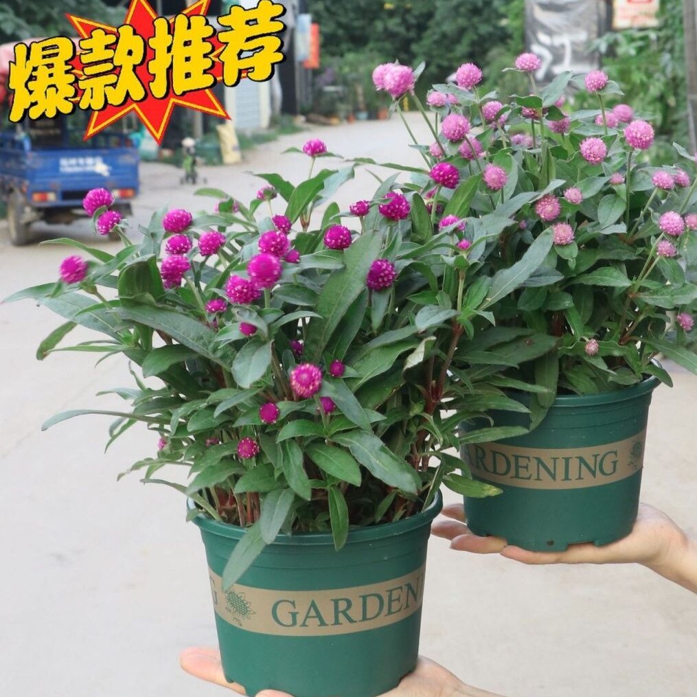 千日红花盆栽带花苞四季开花室内阳台庭院花卉植物好养活绿植盆景