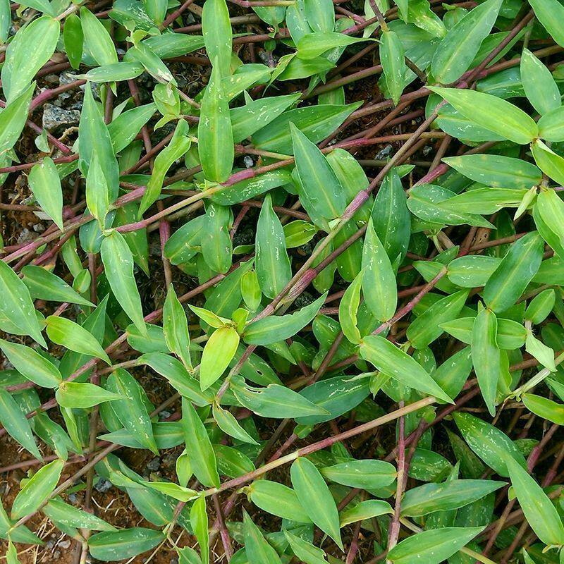 野生淡竹叶带根鸭鹊草耳环草蓝花菜翠蝴蝶竹节菜竹叶菜碧竹草盆栽