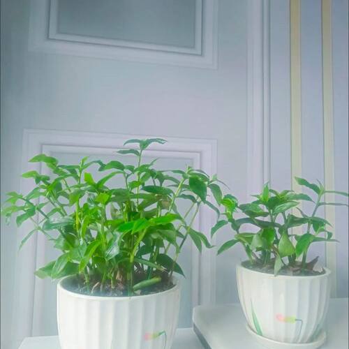 青白玉吊兰盆栽吊竹梅吊兰金叶过路黄绿鸭舌青玉吊兰白油画特价