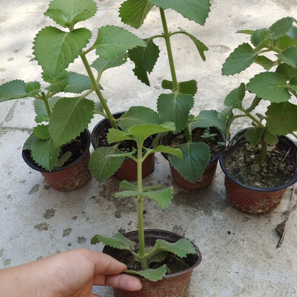 到手香苗印度薄荷左手香还魂草洋薄荷一抹香碰碰香苗带根原土发货