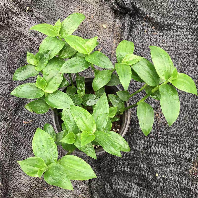 青白玉吊兰花叶吊竹梅阳台庭院盆栽观叶垂吊植物耐旱小绿植水培