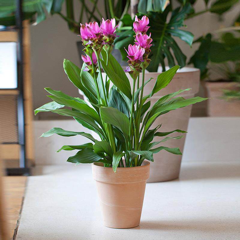 石斛兰盆栽带花苞兰花苗室内客厅花卉绿植办公室桌面好养活姜荷花