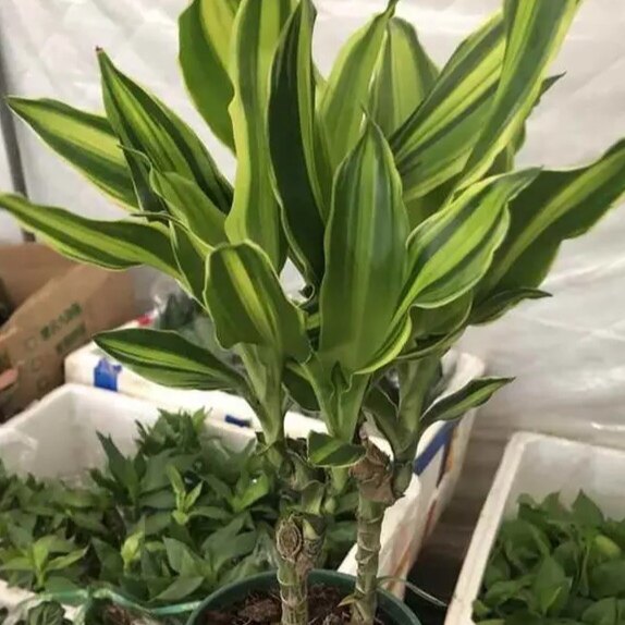 金边巴西铁办公室植物室内客厅型植物绿植盆栽花黄金妞卉金玉满堂