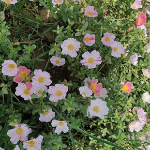 美丽月见草盆栽苗庭院阳台宽叶太阳花马齿苋单瓣耐高温勤花绿植