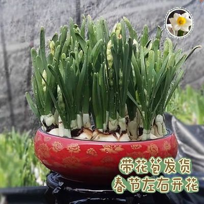春节养护爆品水培四季开花盆栽耐寒植物室内易养活花卉绿植盆栽