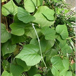 野生山草药新鲜现采白粉藤 假番莳 白莳藤 鬼番莳藤叶发 500克