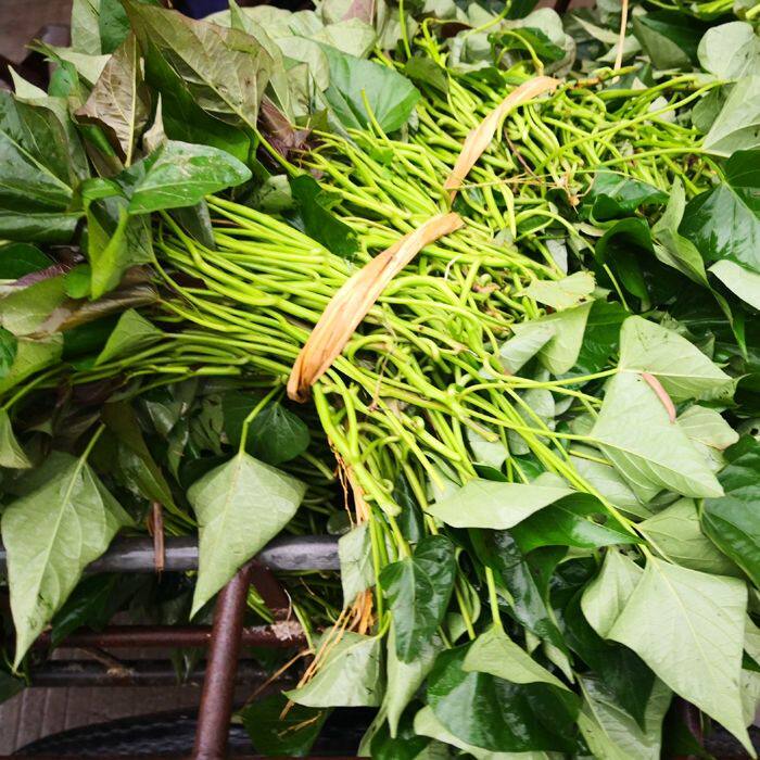 福建漳州正宗六鳌红蜜薯红皮红心地瓜苗红薯叶子番薯种苗蜜薯糖心