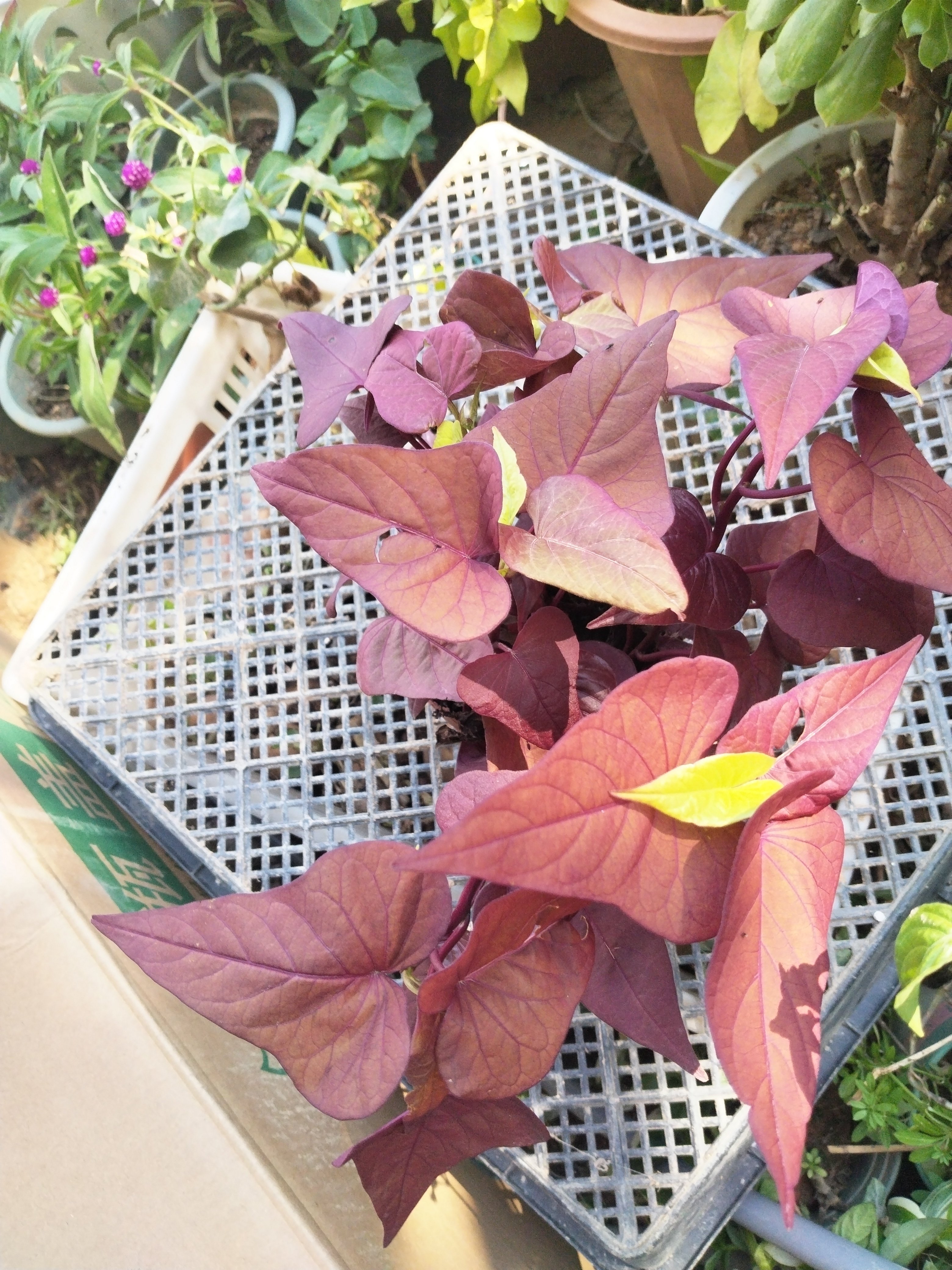 紫苏盆栽四季开花阳台爬藤包对版勤花品种绿化花海花卉红色番薯叶