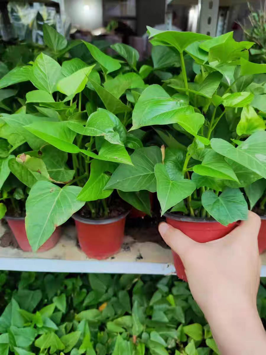 番薯叶绿植盆栽室外菜地带根土菜市场摆摊花卉植物花海花镜植物
