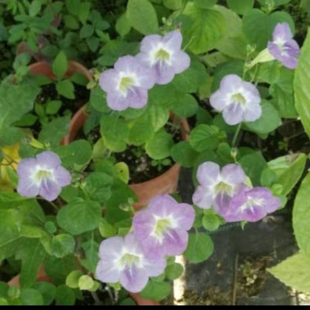宽叶阳台易种菜 嫩茎好滋味 海南 血通菜苗 活力菜 宽叶十万错