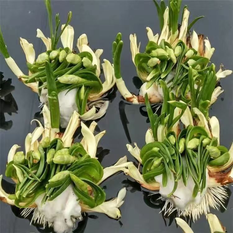 二次造型雕刻漳州正宗水仙花雕刻大种球年宵花盆栽水培植物室内