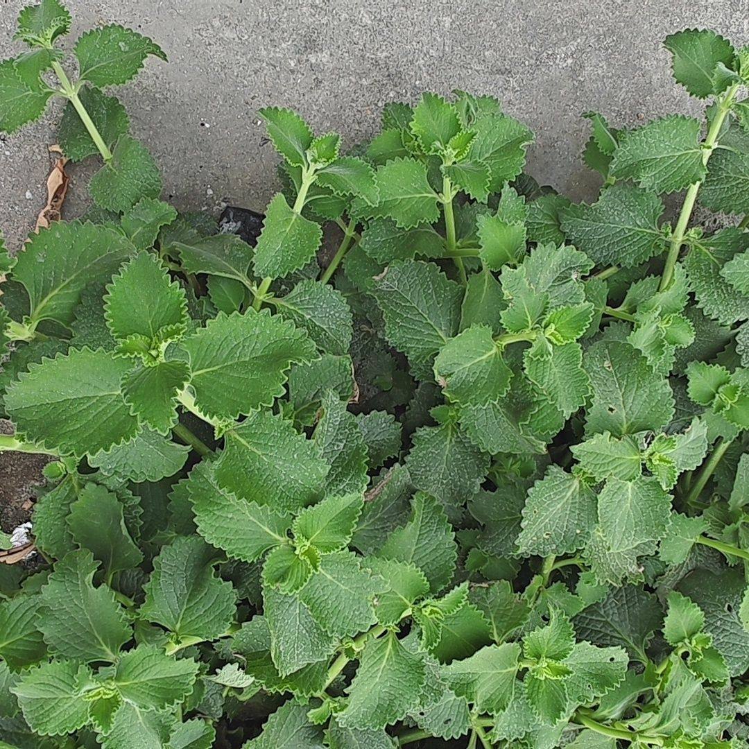 大叶左手香到手香番薄荷碰碰香提神醒脑驱蚊虫香料药用香草植物