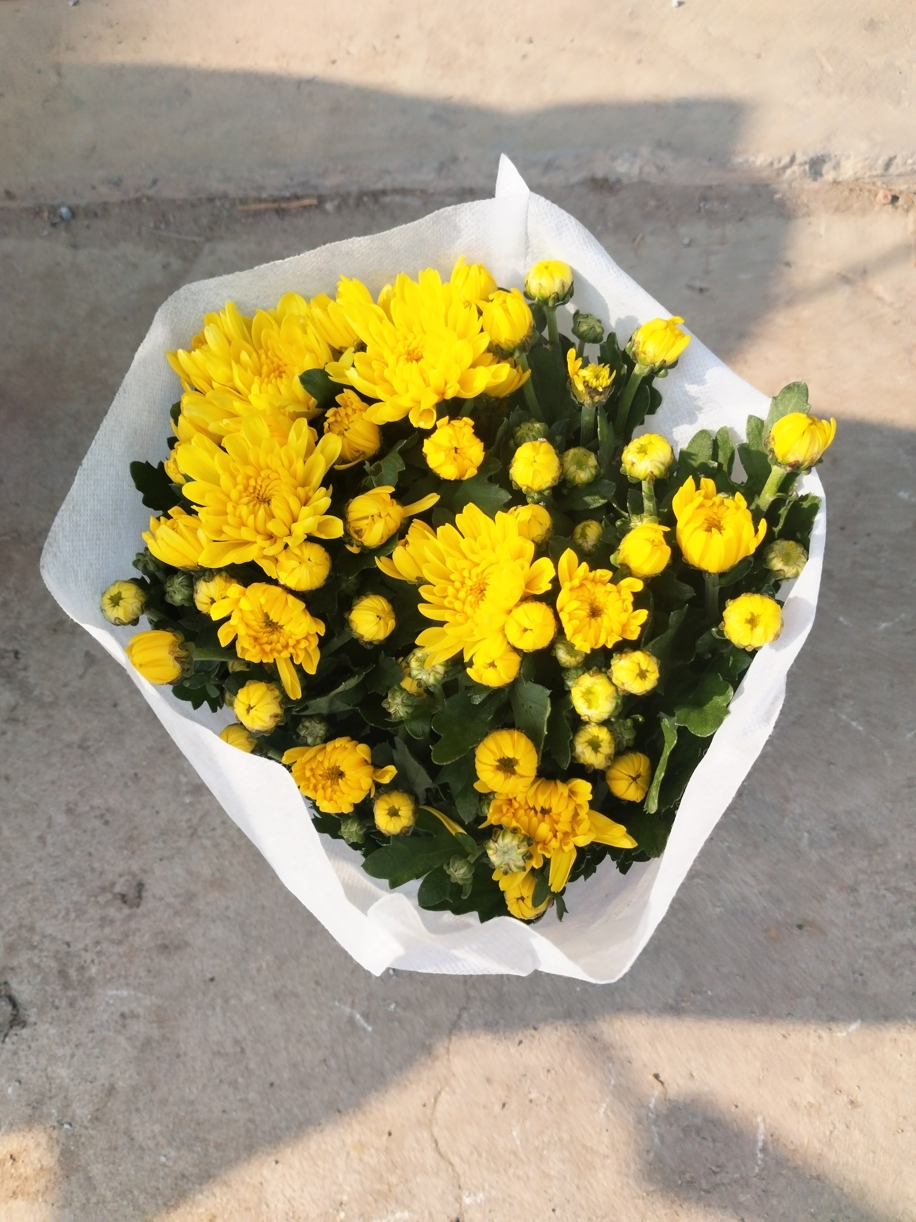 菊花盆栽鲜花直发黄菊花白菊花盆栽耐寒耐热清明节专用扫墓拜拜