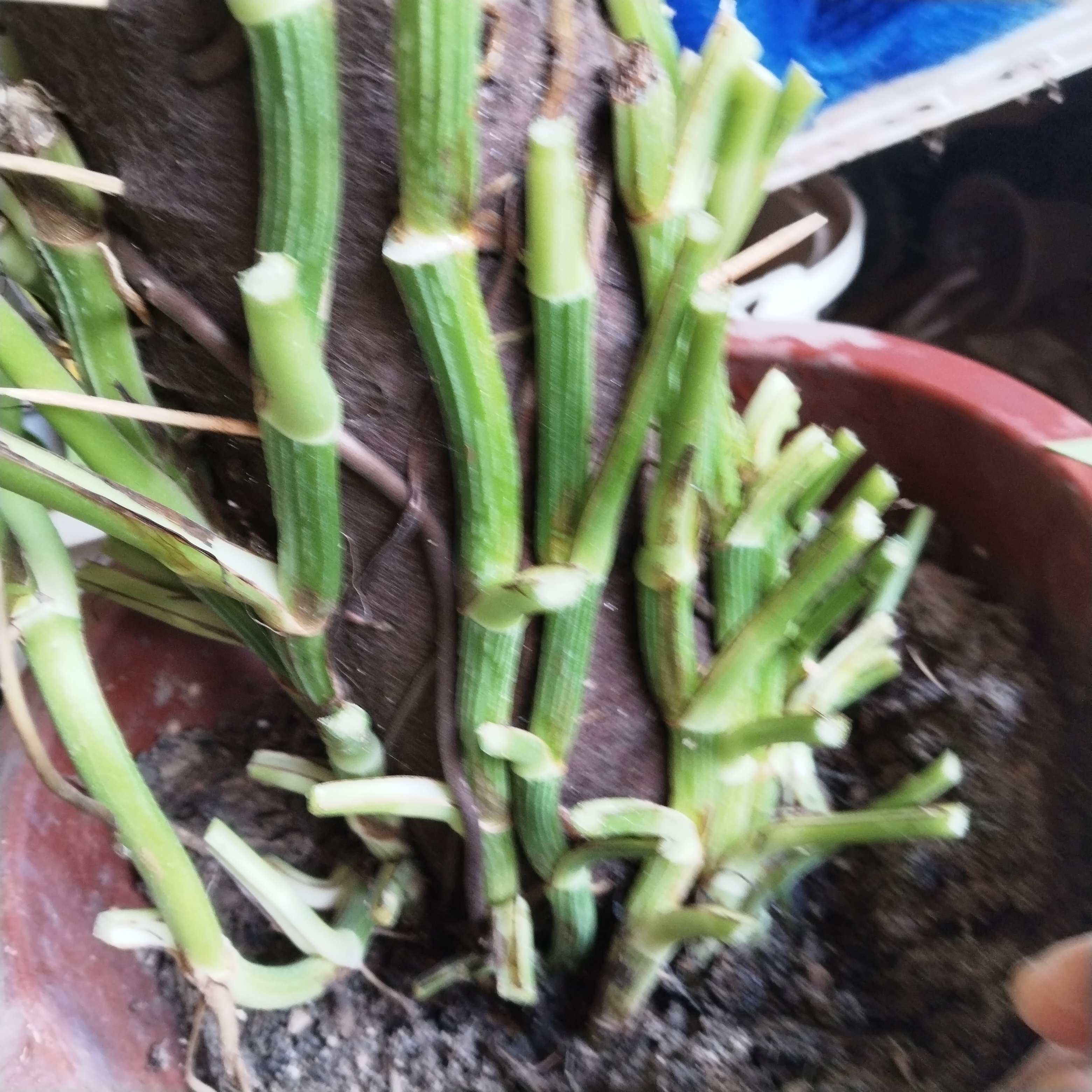 粗藤绿萝柱大叶绿萝小苗盆栽苗爬藤苗水养花卉土培绿植四季长青苗