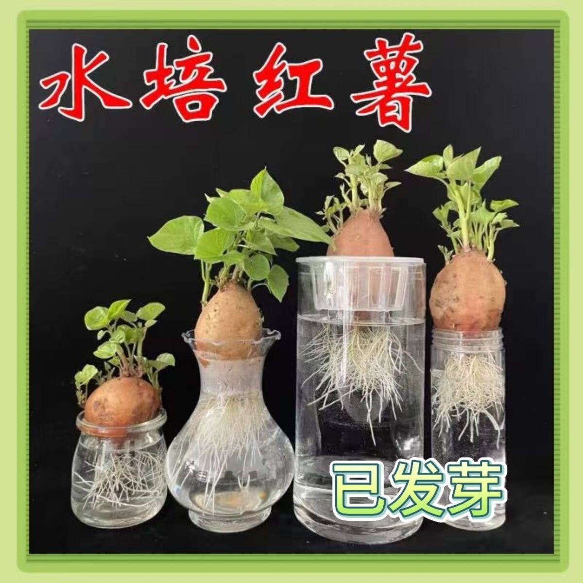 水培红薯苗地瓜叶植物角学生作业发芽盆栽食叶型鱼缸乌龟粮