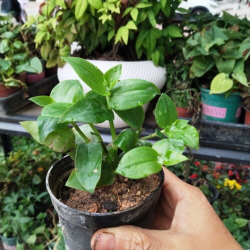 带根绿色地被植物花坛阳台食叶型多分叉品种绿色青叶吊竹梅不变黄