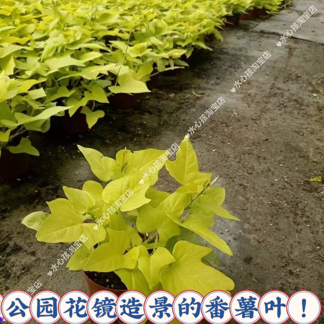 花叶络石花苗盆栽四季垂吊耐热耐寒植物庭院花卉绿锦色彩叶红薯植