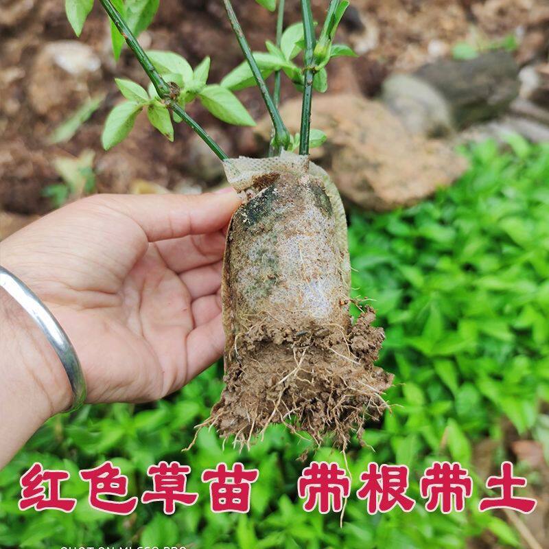 广西红蓝草紫蓝草苗五色紫色植物染料大苗四季七彩新鲜染色