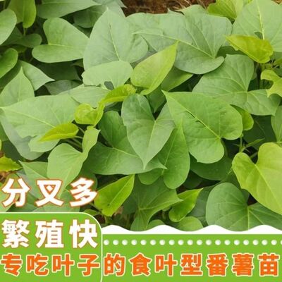 藤苗阳台庭红薯苗地瓜秧苗高产红苕山芋苗现剪叶子绿色蔬菜山芋苗