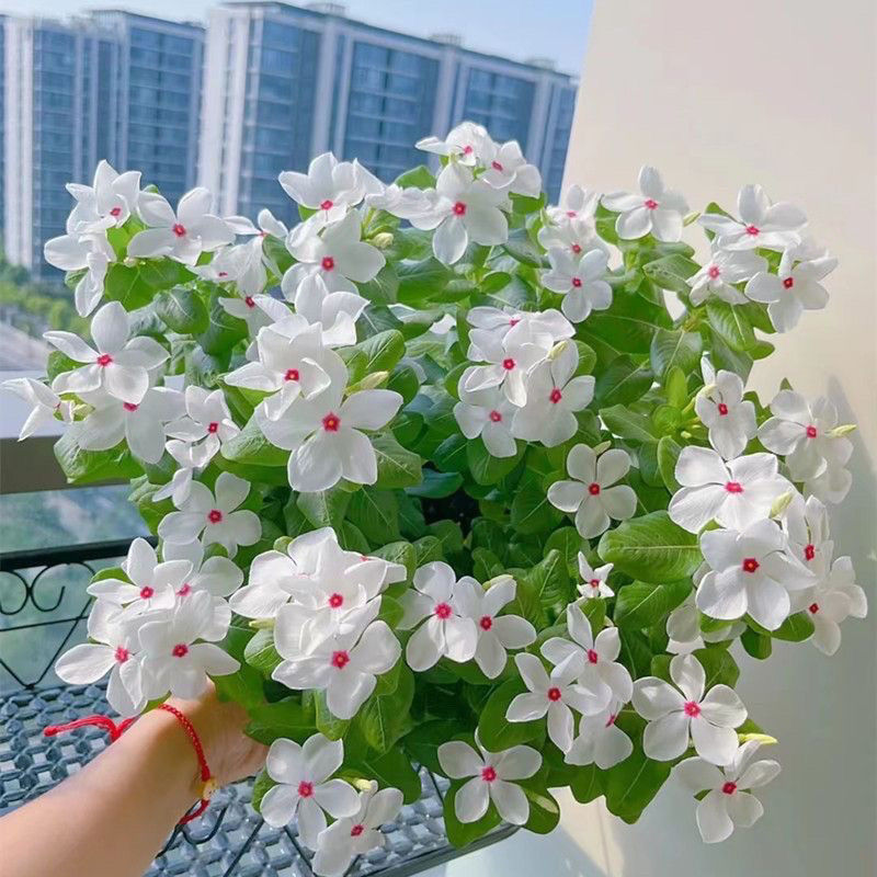 长春花盆栽种庭院四季室外别墅日日春花种籽阳台易种开花混色艳丽