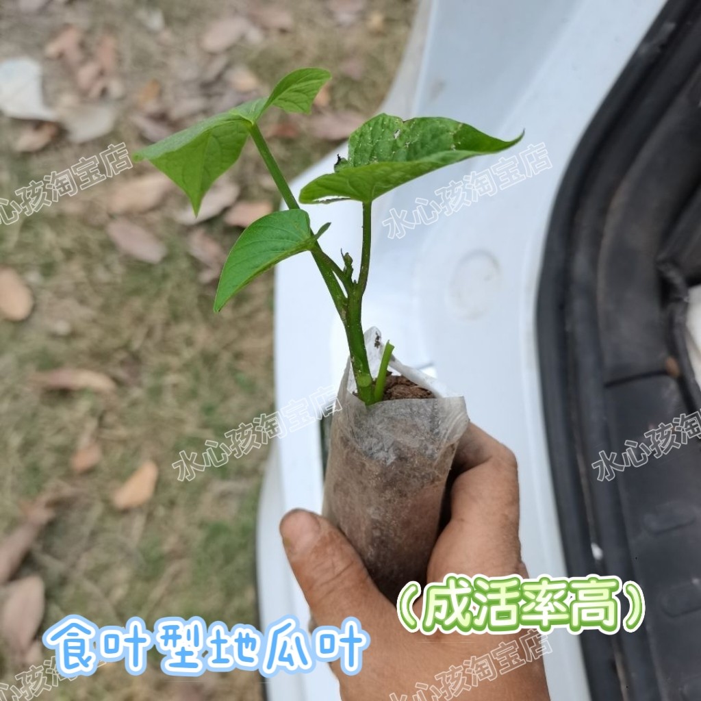 地瓜苗盆栽番薯苗地番薯叶地瓜庭院阳台成活率好幼儿园植物观察