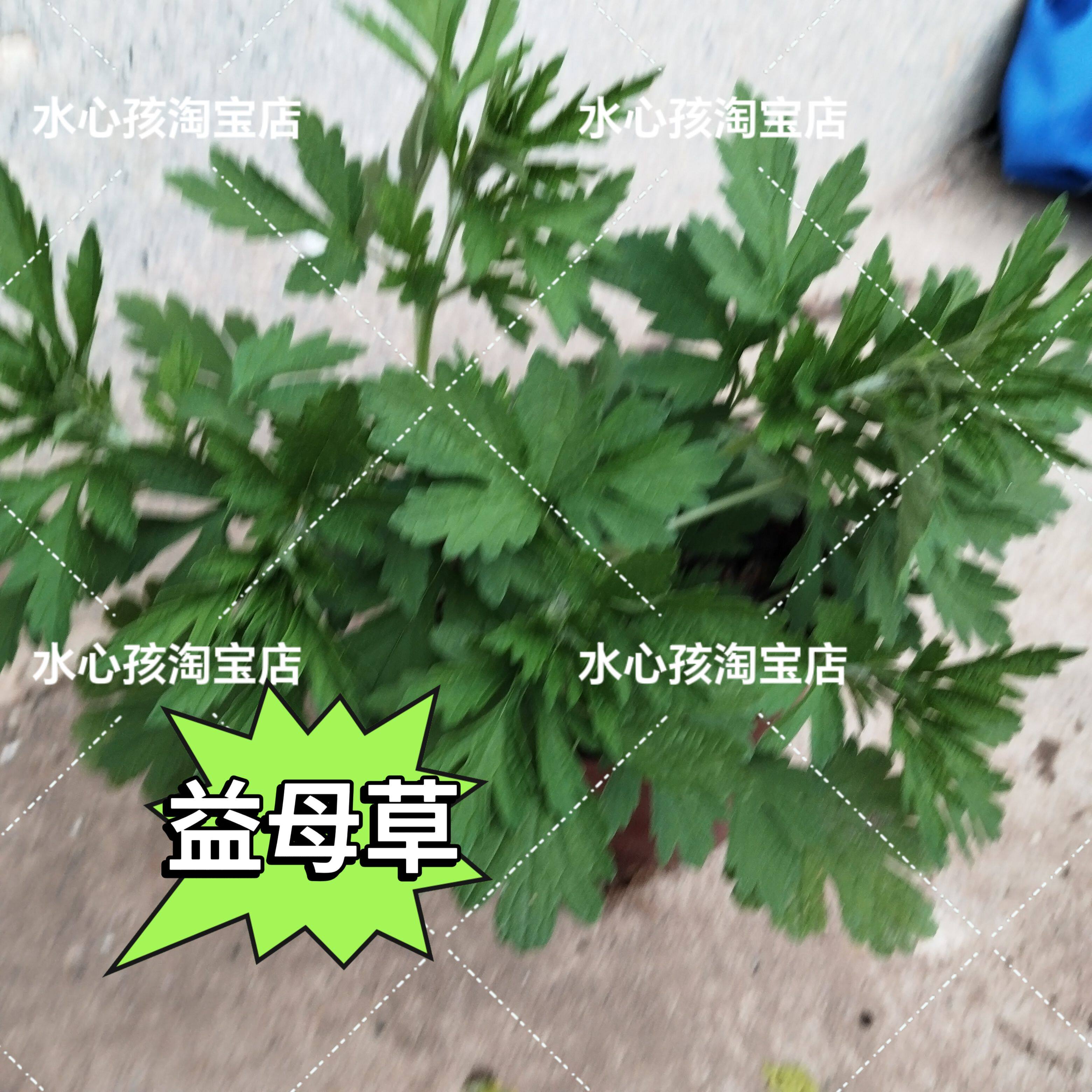 益母草苗益母蒿坤草茺蔚药食两用阳台庭院楼顶窗台农家中药材盆栽