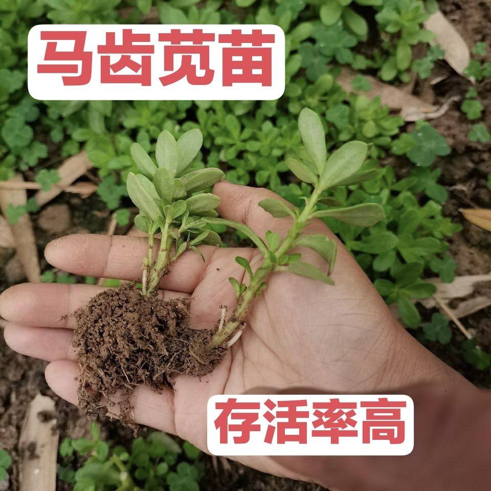 食用马齿苋苗盆栽菜用阳台种植地瓜叶屋顶番薯苗猪母菜长寿菜苗