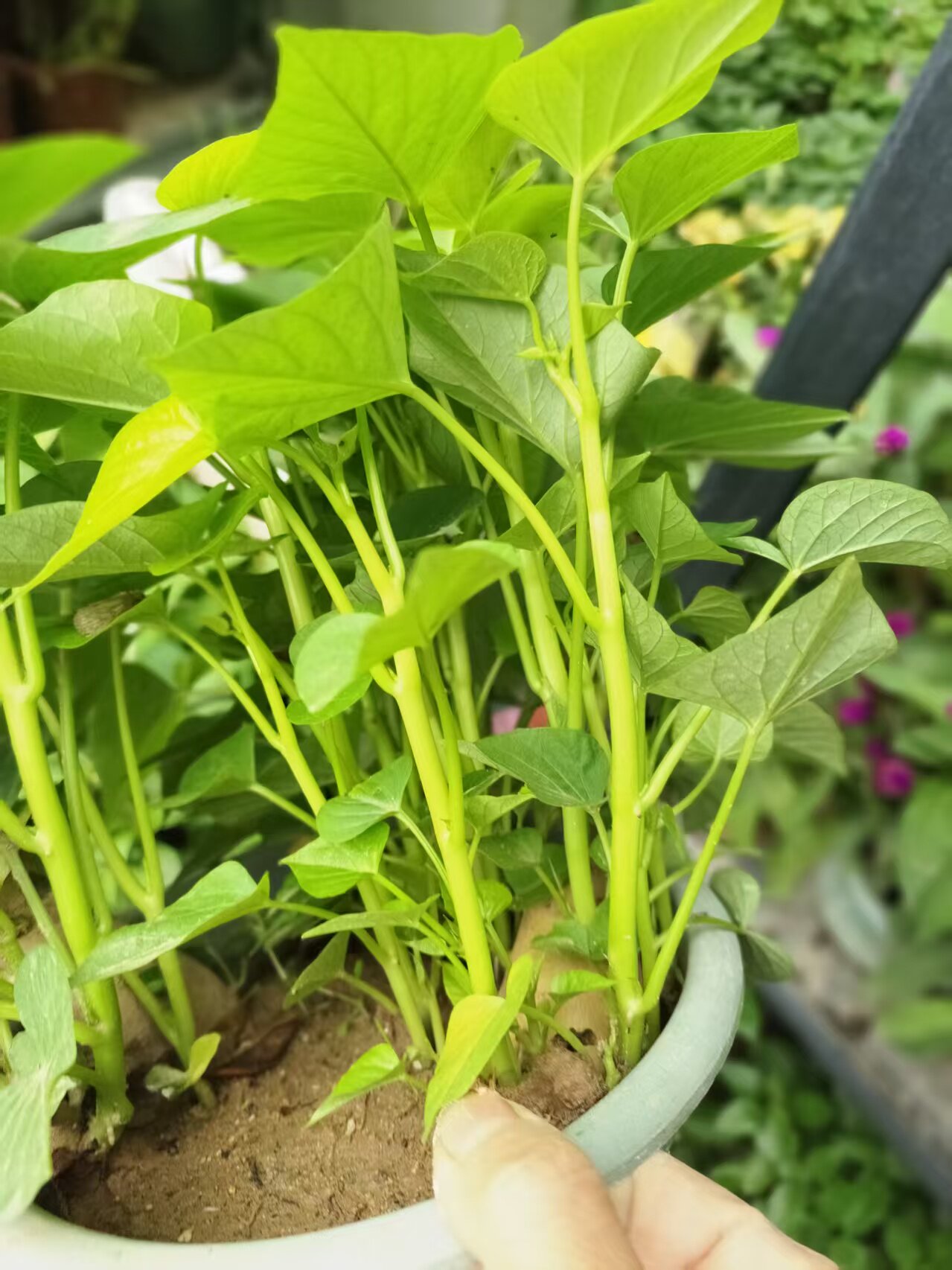 三叉空心菜苗带根活苗小叶水培青菜蔬菜苗阳台盆栽福薯18号嫩苗