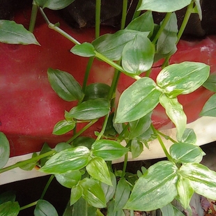 白花紫鸭跖草紫罗兰盆栽植物室内彩色淡竹叶中药材花苗青叶吊竹梅