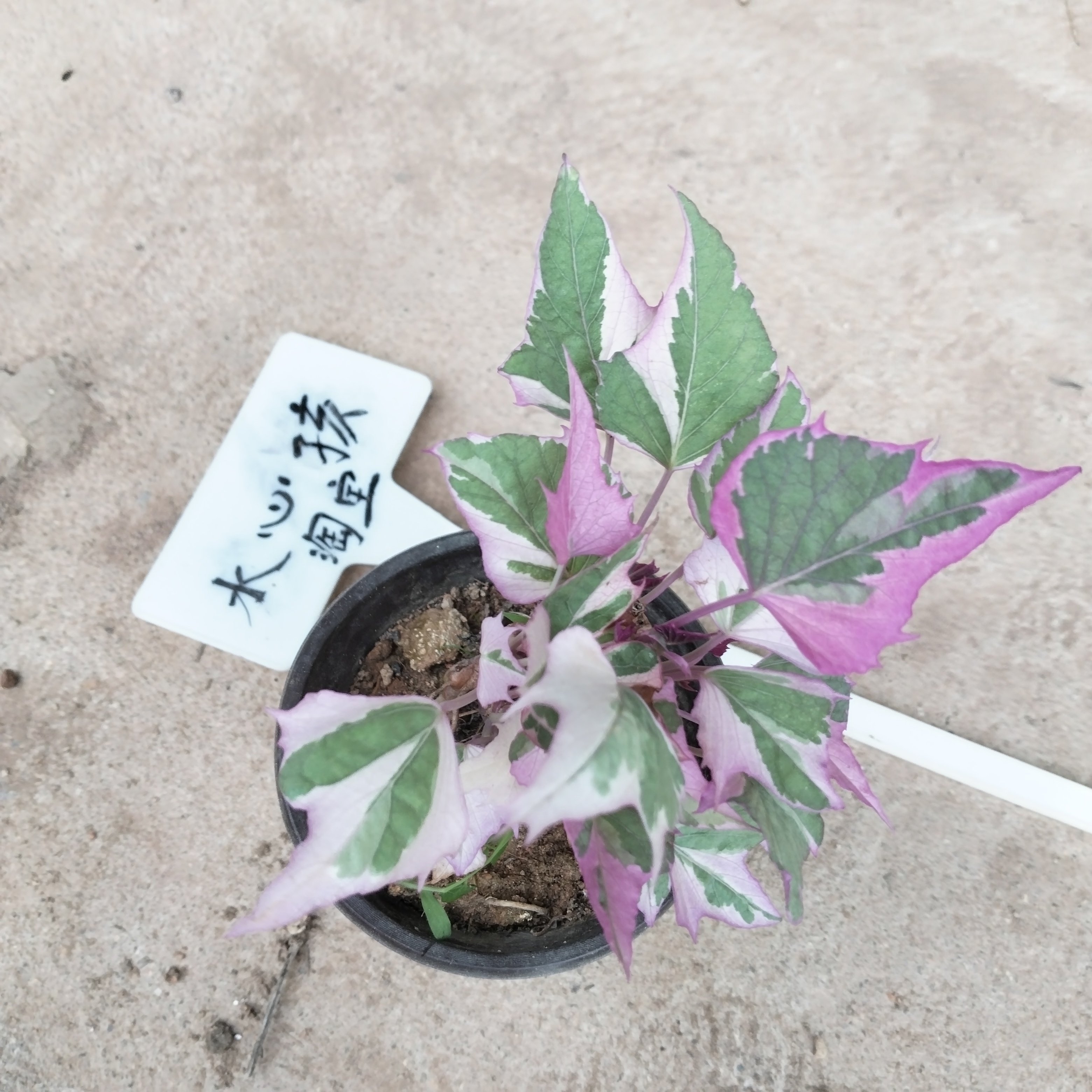 彩叶番薯粉红叶地瓜花叶山芋紫薯粉色叶片观叶植物彩色绿植盆栽