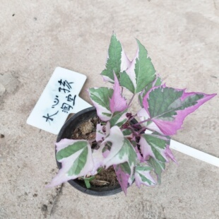 彩叶番薯粉红叶地瓜花叶山芋紫薯粉色叶片观叶植物彩色绿植盆栽