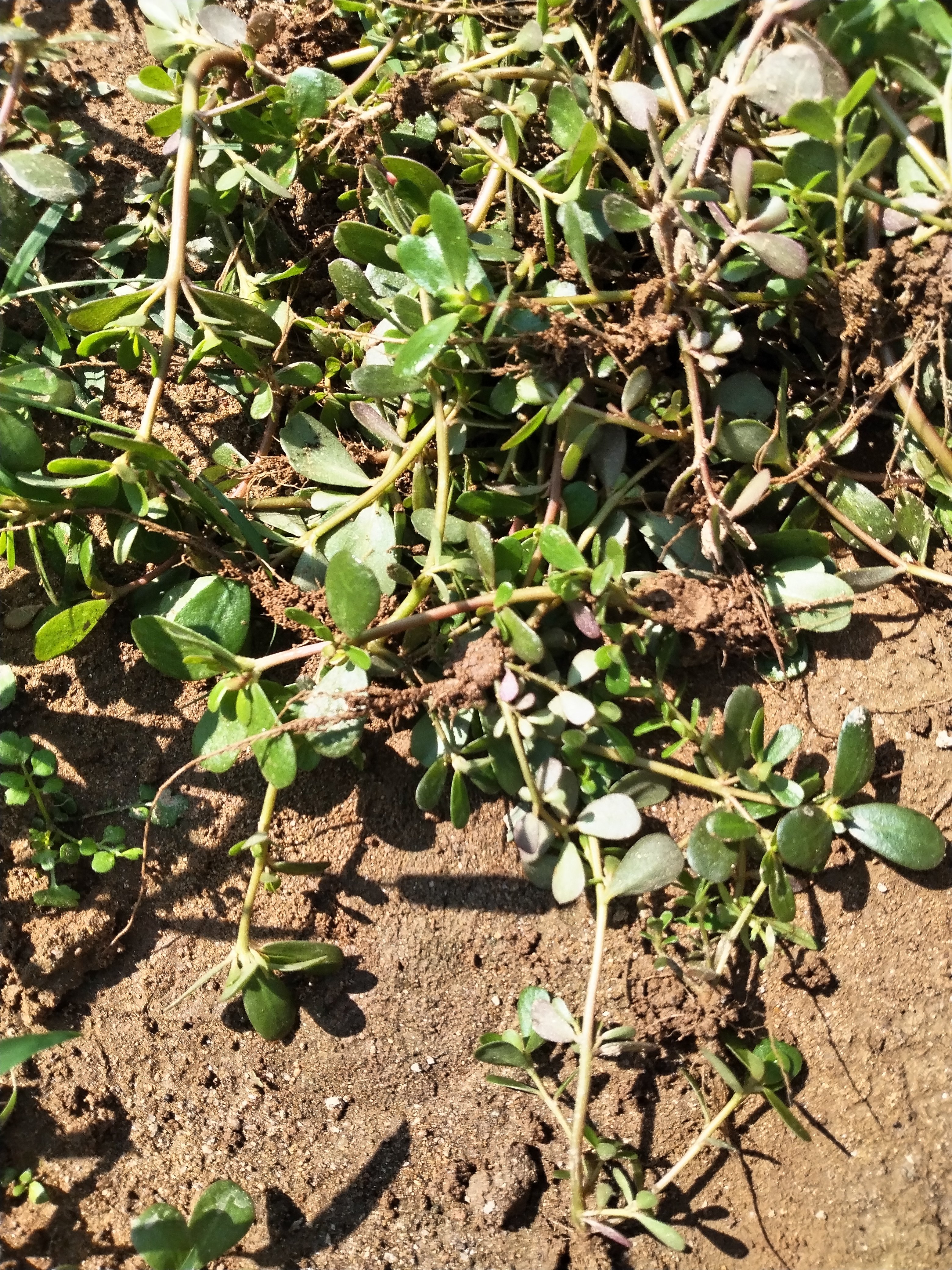食用马齿苋专吃叶子吃杆吃梗紫色地瓜叶苗四季蔬菜阳台蔬菜红薯叶