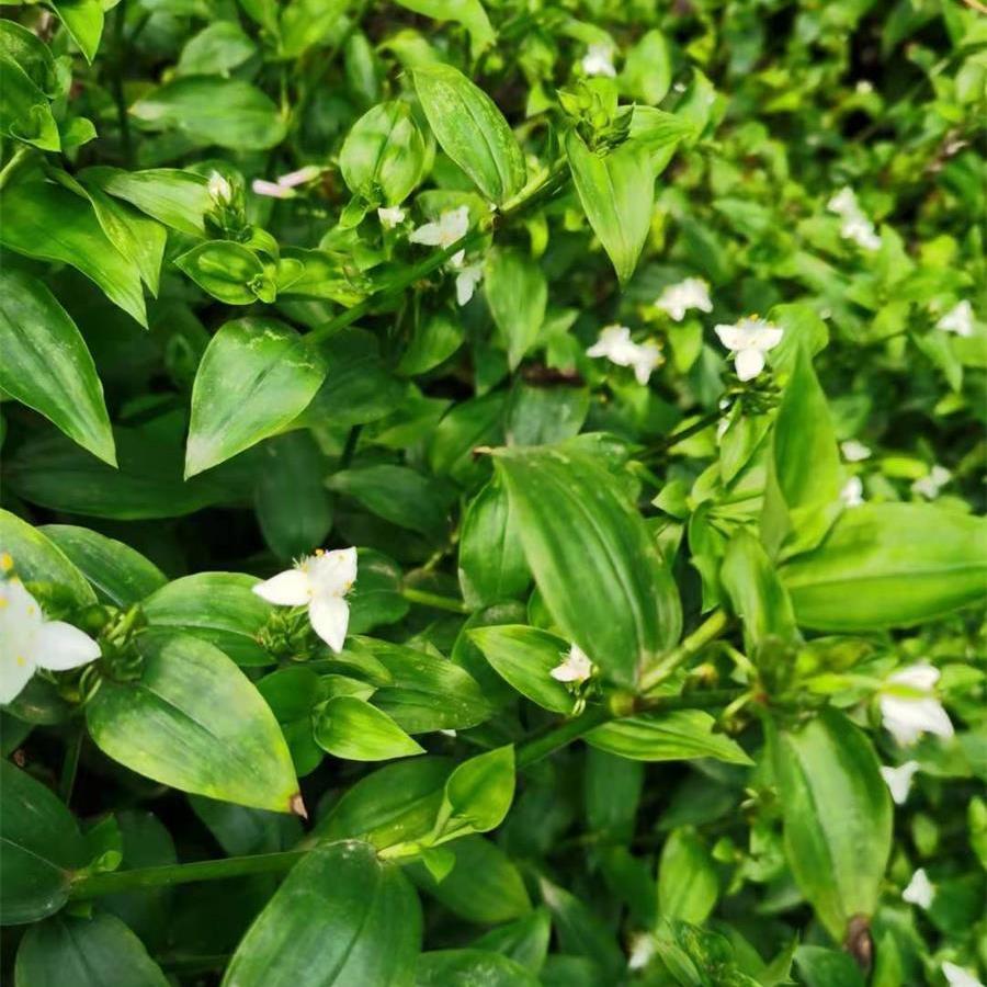 白花紫鸭跖草紫罗兰盆栽植物吊兰室内彩色竹节菜淡竹叶中药材花苗