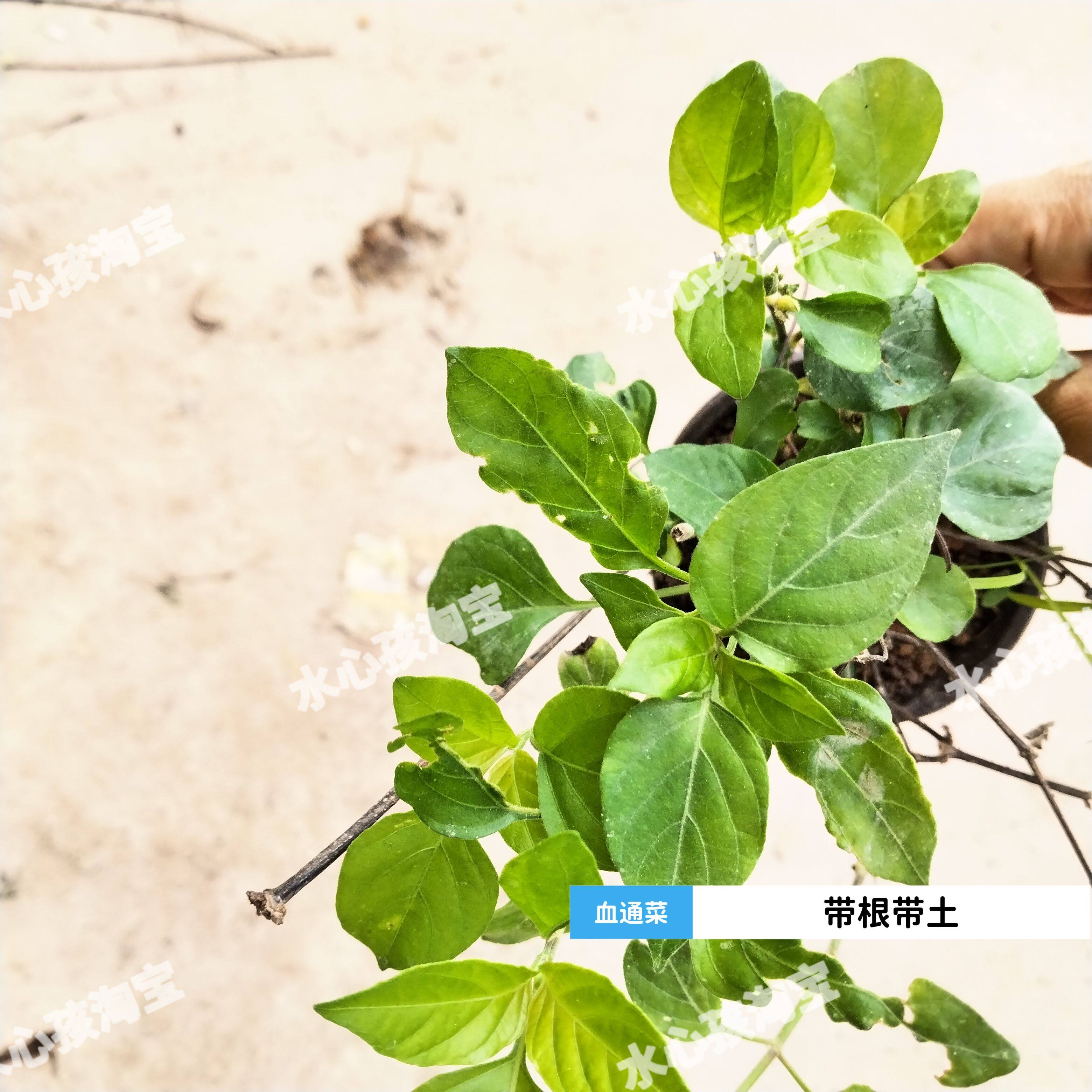 四季枸杞叶苗宽叶十万错阳台庭院盆栽地栽南北种植血通菜绿线叶