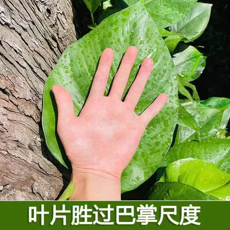 粗藤绿萝柱大叶绿萝小苗盆栽苗爬藤苗水养花卉土培绿植四季长青