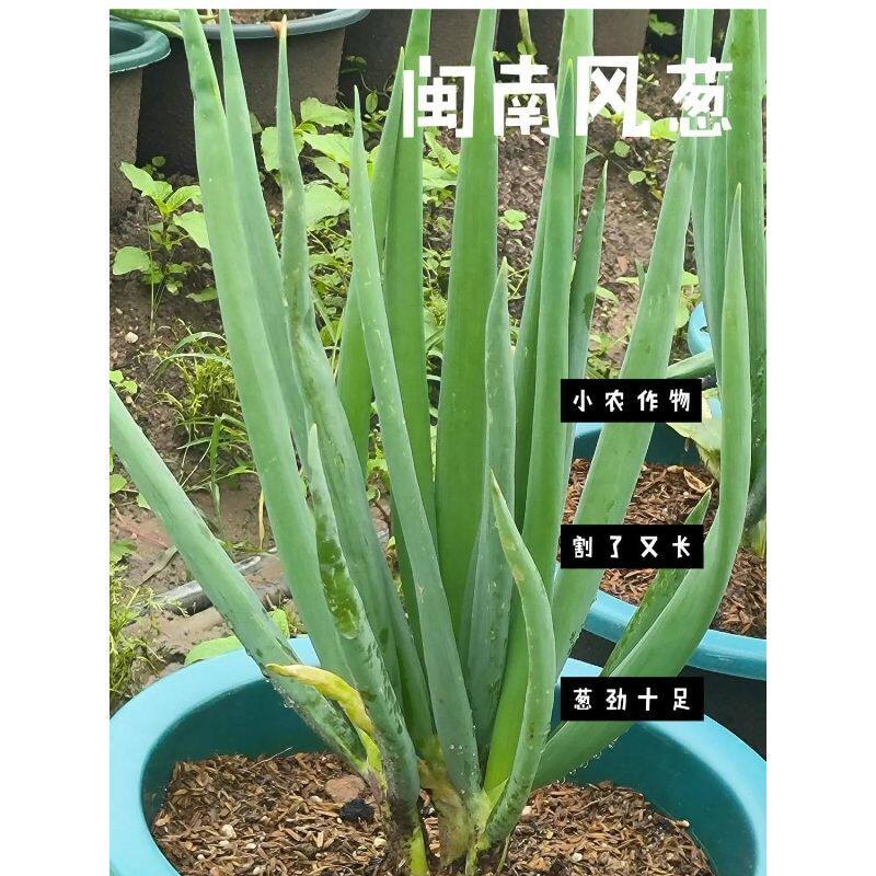 闽南风葱清仓化痰止咳新鲜天葱潮汕风葱漳州本地基地直发宴席
