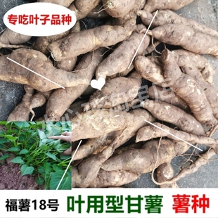 红薯专吃叶子福薯18号 新鲜 地瓜叶番薯藤老发货食用红薯叶育苗