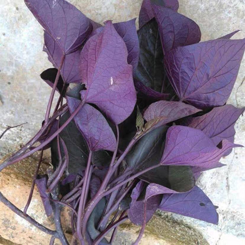 紫苏叶苗新鲜带根带土紫苏叶苗盆栽绿植去腥紫色专吃叶地瓜叶番薯