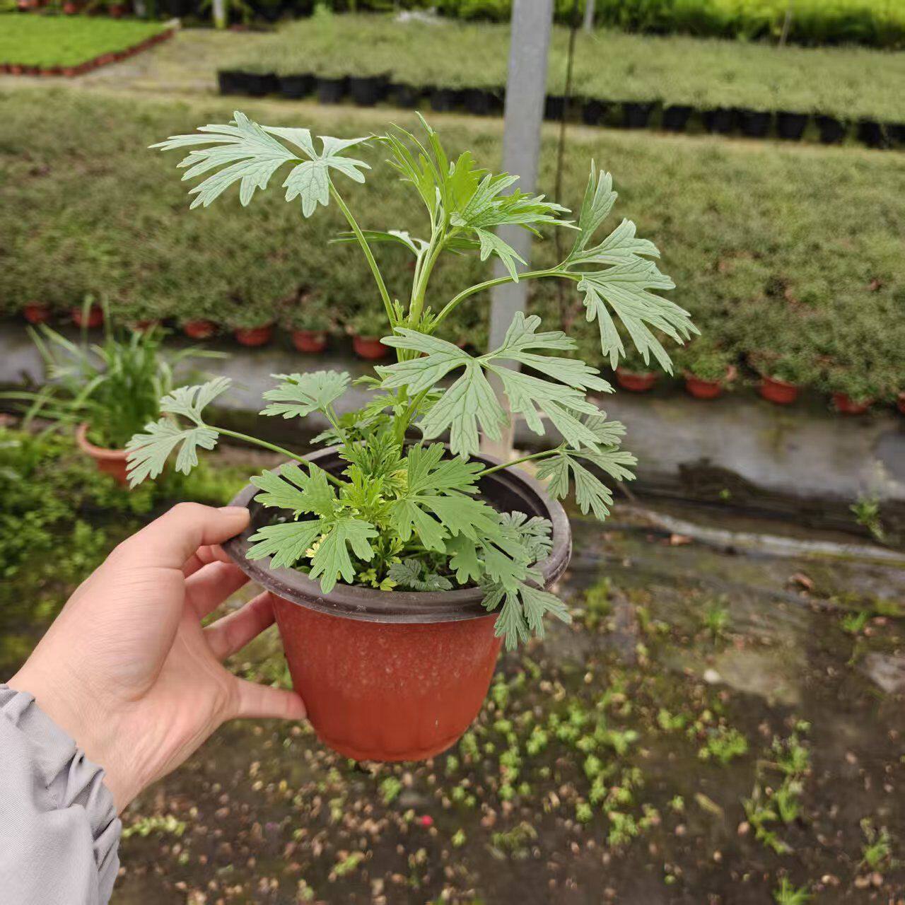 新鲜现挖益母草苗可盆栽带根带土月子草本现挖野生益母草姨妈草苗