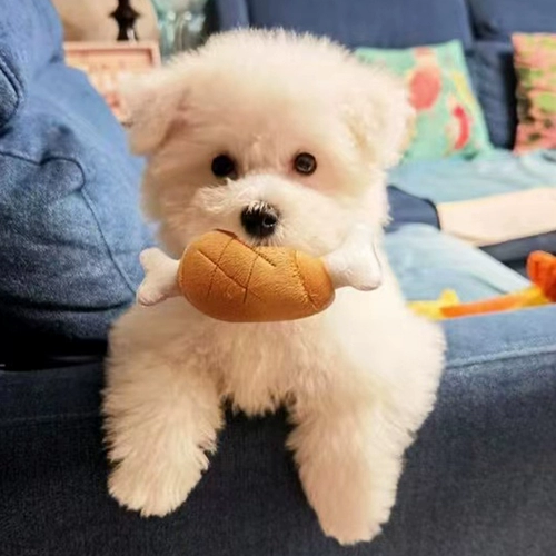 Собачья голосовало игрушечные плюшевые куриные ноги измельчают зубы и кусая от Hi Teddy Bear Bear Corki маленькие щенки для домашних животных