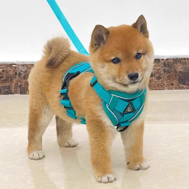 宠物透气狗狗牵引绳舒适可调节胸背带柴犬防挣脱小型田园犬遛狗绳