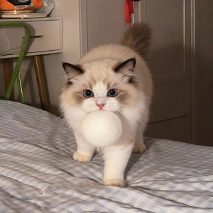 猫咪玩具静音羊毛球幼猫追逐自嗨解闷神器逗猫互动耐咬磨牙猎物球