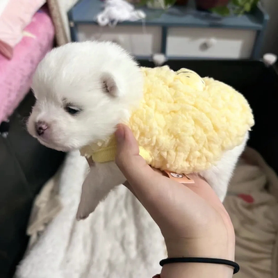 幼犬幼猫衣服奶狗奶猫2个月背心