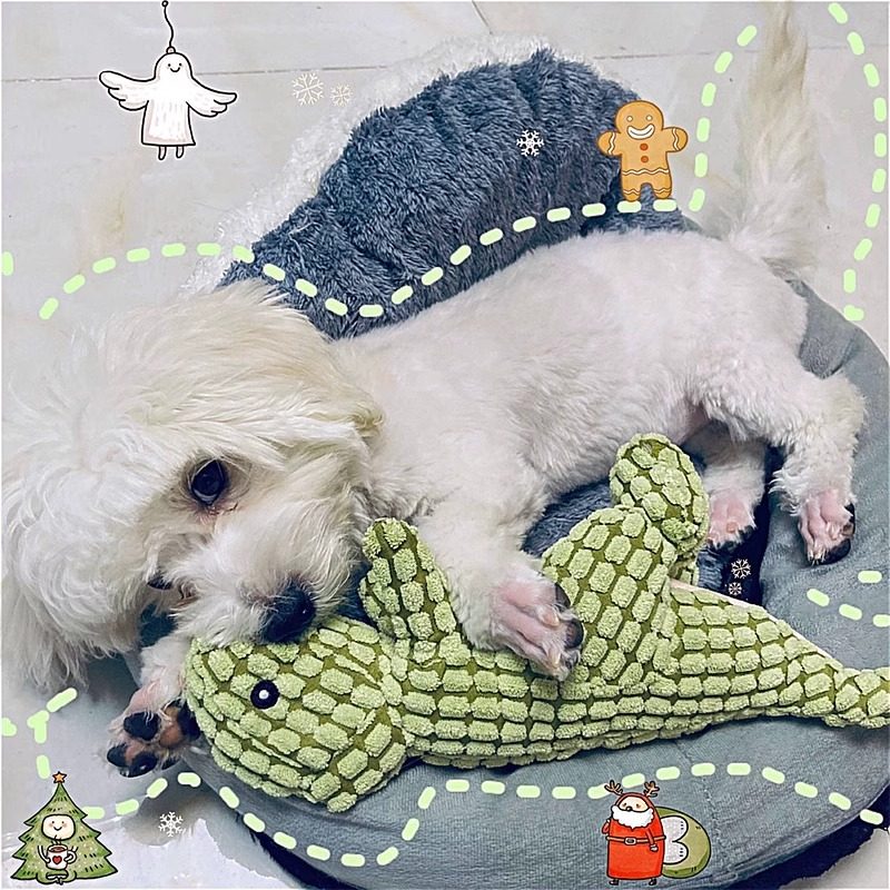 狗狗玩具发声恐龙磨牙耐咬泰迪比熊柯基柴犬小型猫咪宠物自嗨解闷,宠物/宠物食品及用品,发声玩具,淘宝优惠券,粉丝福利购,淘宝优惠卷